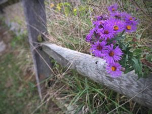 Asters by a weathered fence at Antietam